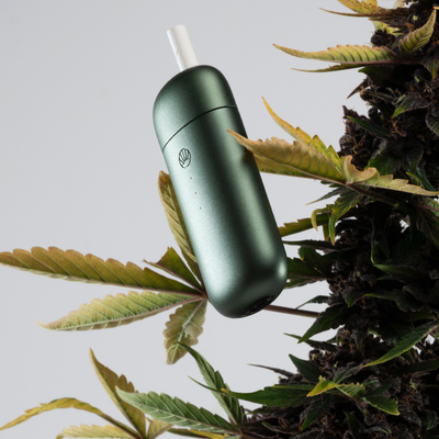 THC and CBD: A Guide to the Benefits and Differences