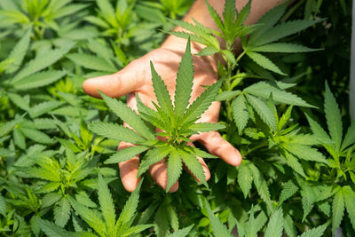 The Endocannabinoid System and CBD Explained
